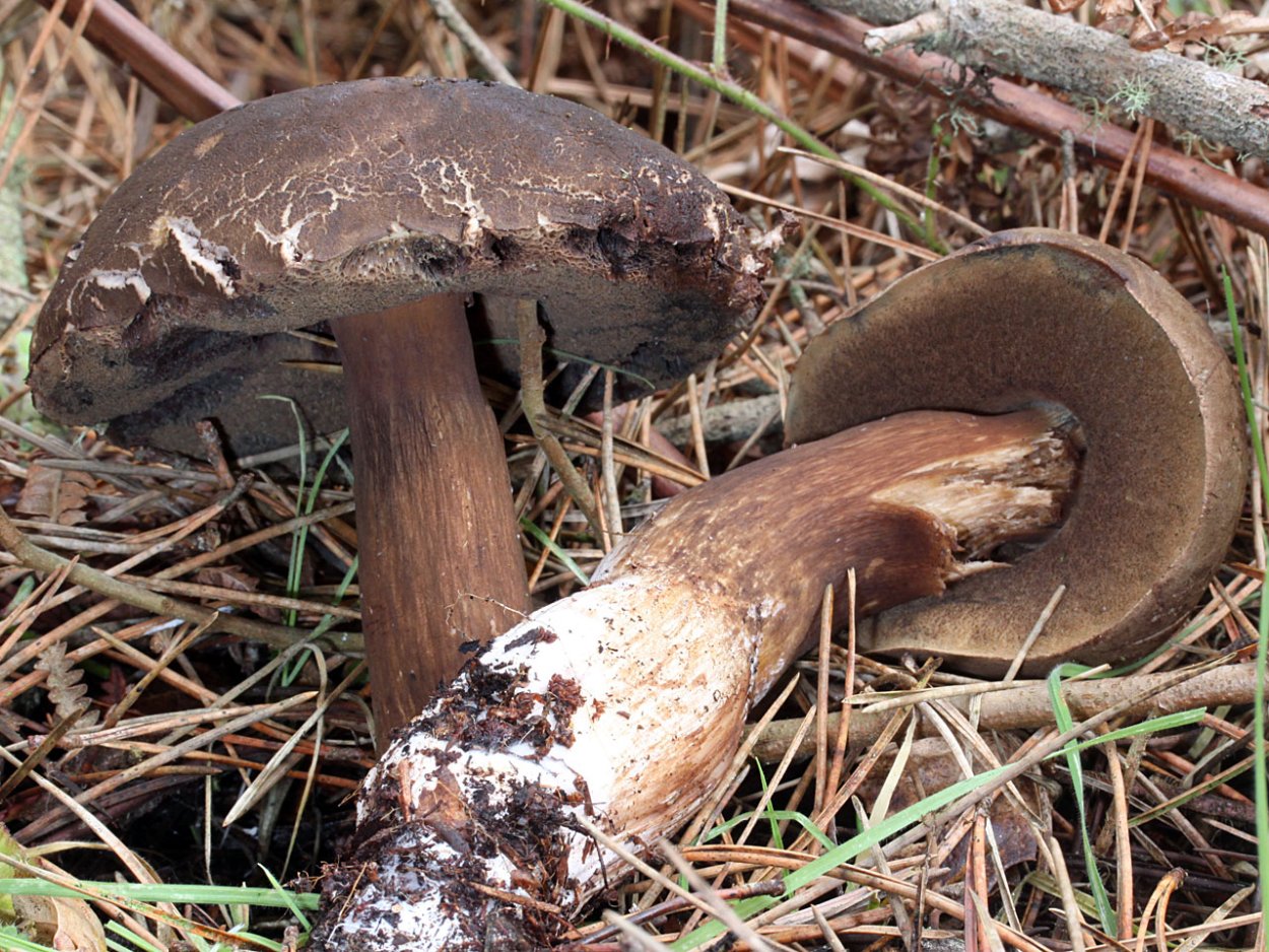 Порфировик порфироспоровый