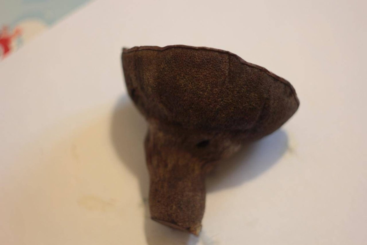 Окаменелая шляпка гриба выловленная из Волги