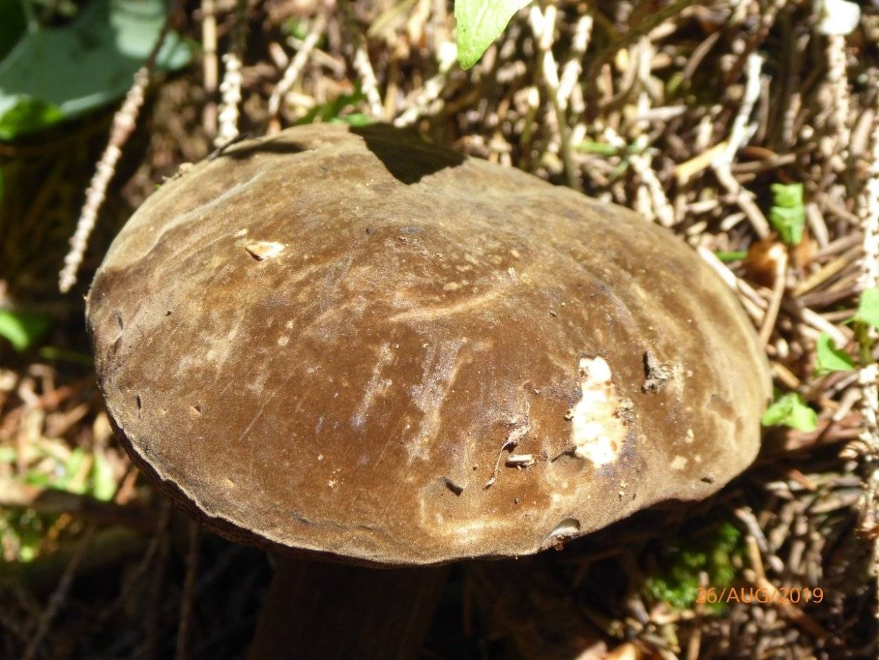 Порфировик ложноберезовиковый гриб