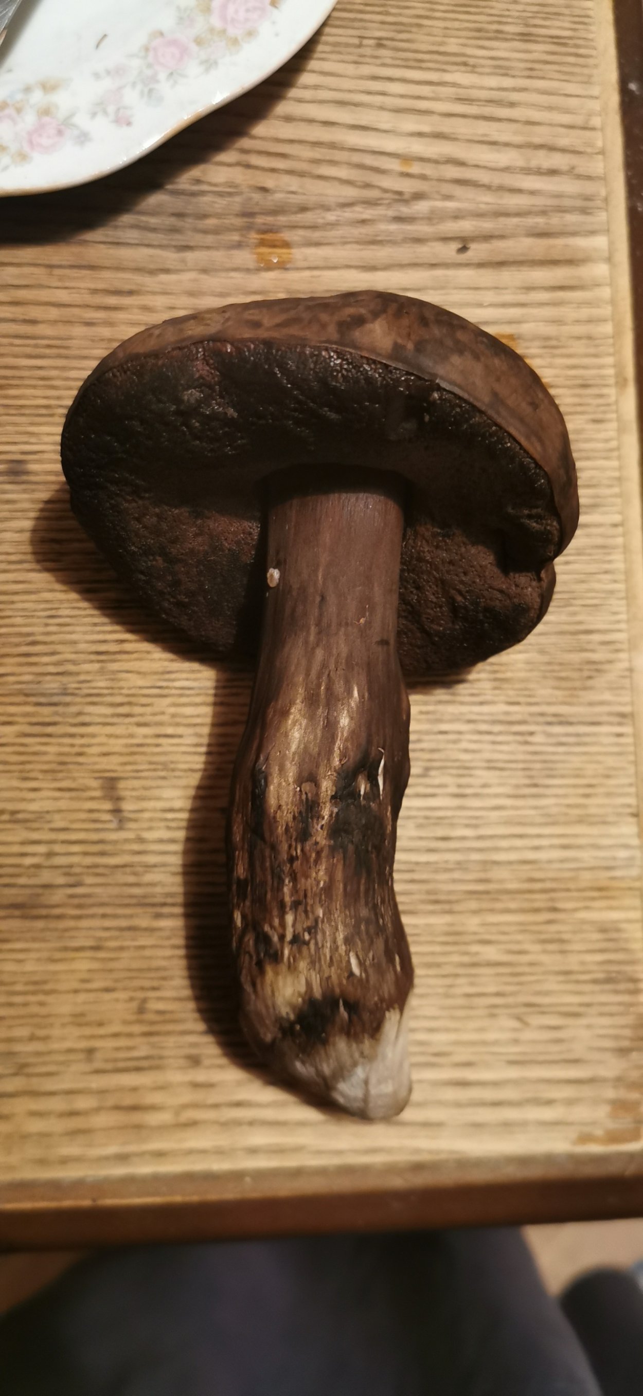 Порфировик гриб