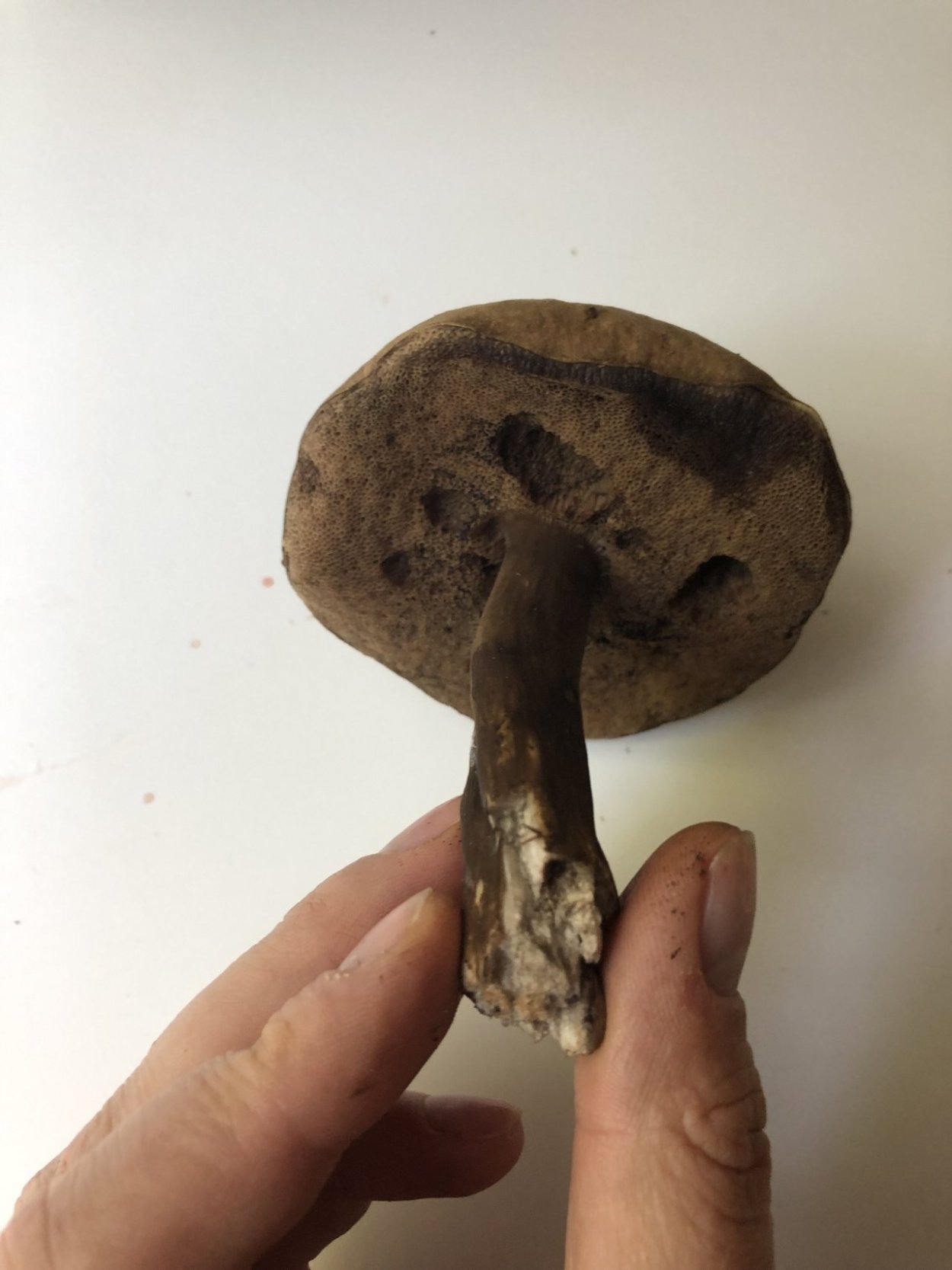 Порфировик порфировоспоровый