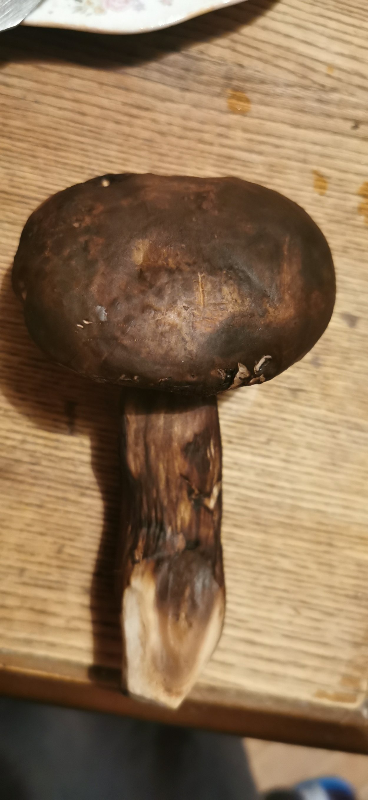 Гриб с черной ножкой