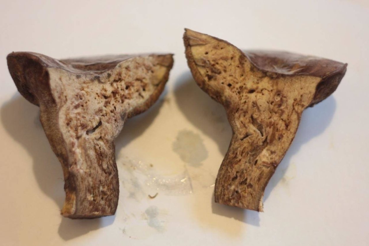 Порфировик чёрно-бурый