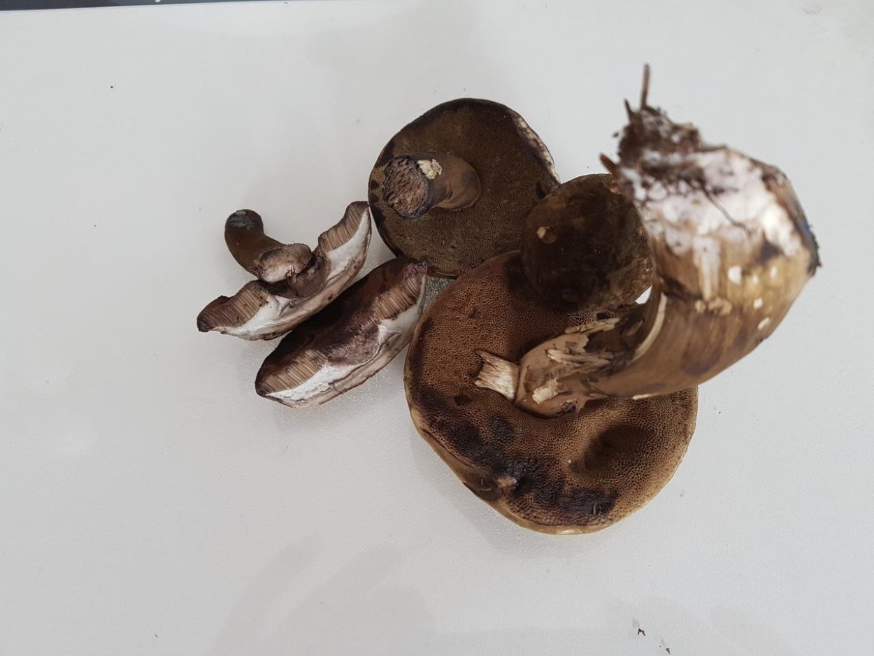 Гриб с темно коричневой губкой