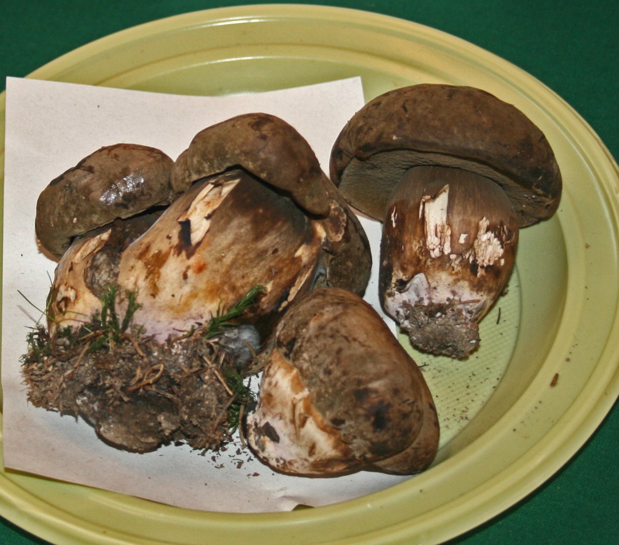 Блюда из Боровика пурпурного