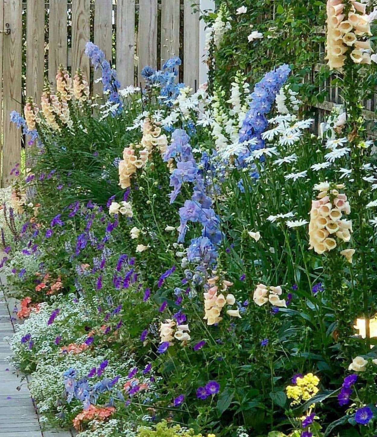 Клумба Мальва дельфиниум Хоста Флоксы рудбекия