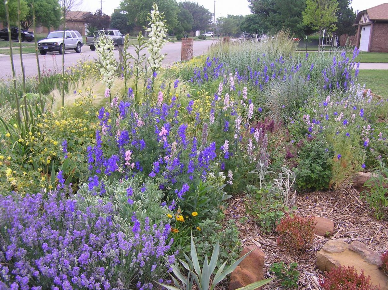 Злаки и дельфиниум