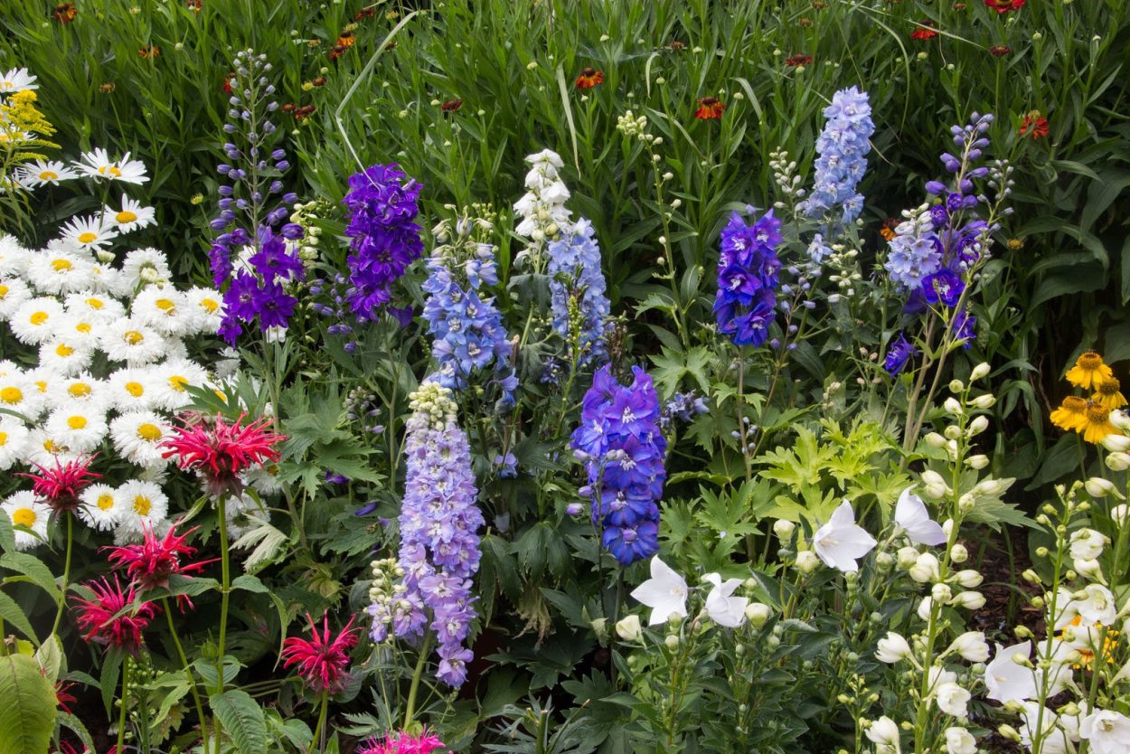 Дельфиниум Аяксов клумба