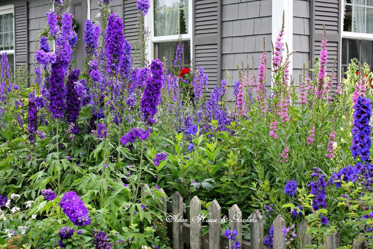 Люпин, Аконит, дельфиниум