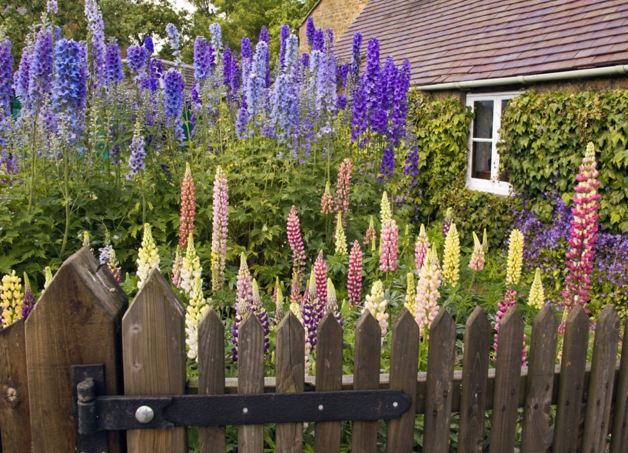 Дельфиниум саммер Колорс в ландшафтном дизайне