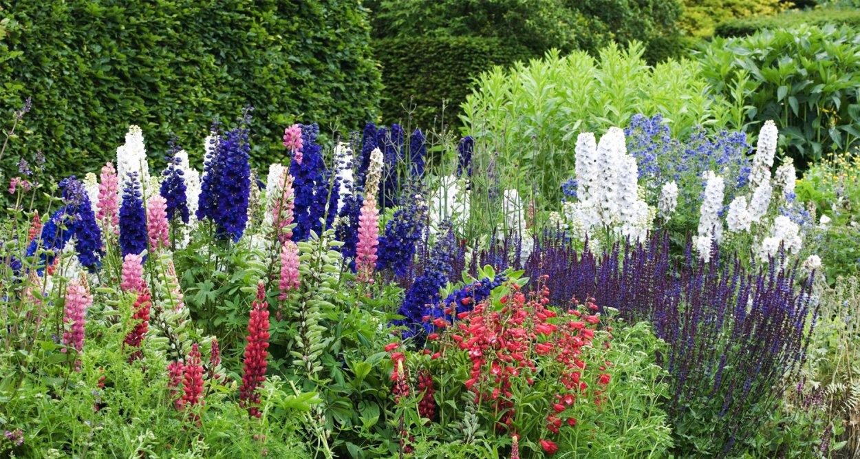 Дельфиниум в миксбордере