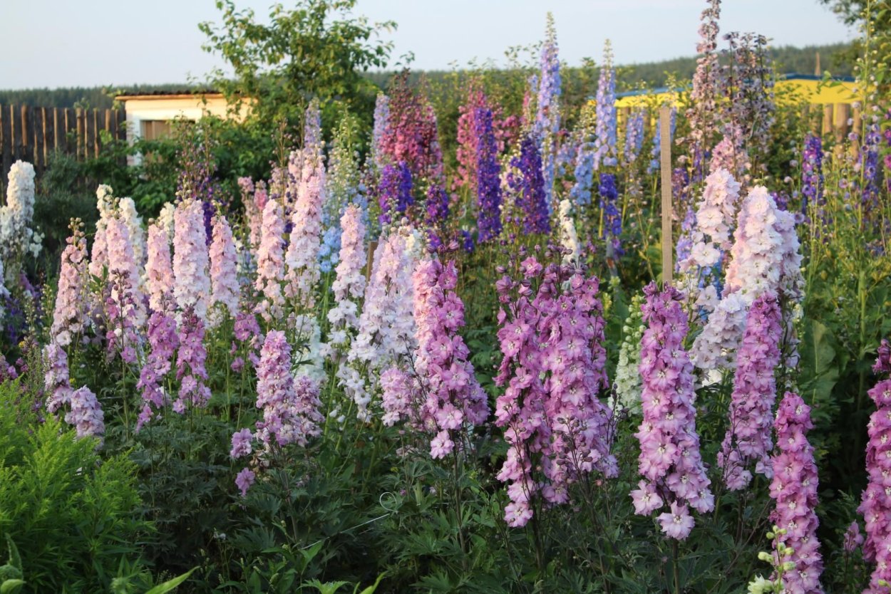 Дельфиниум дикий