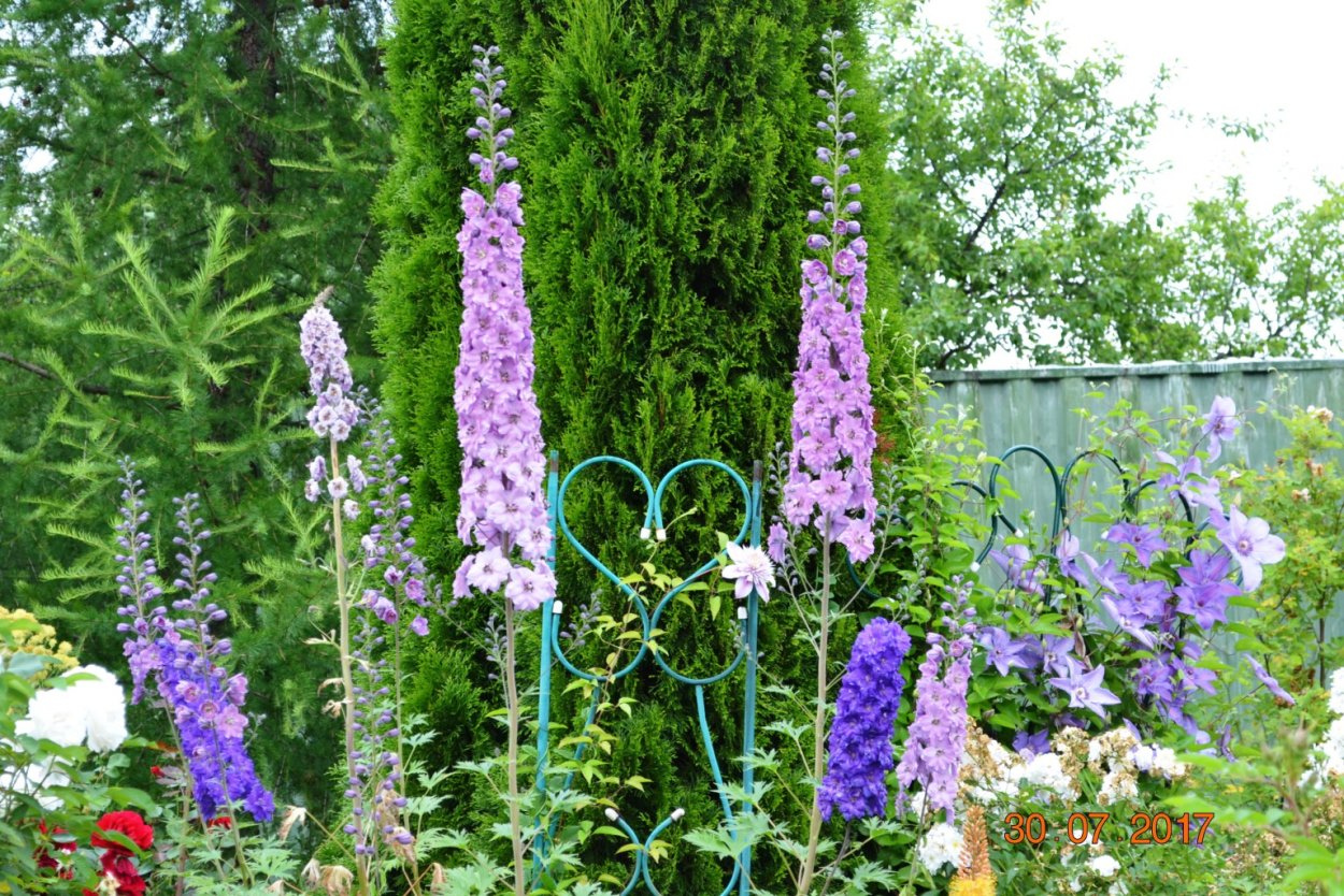Подвязка дельфиниума
