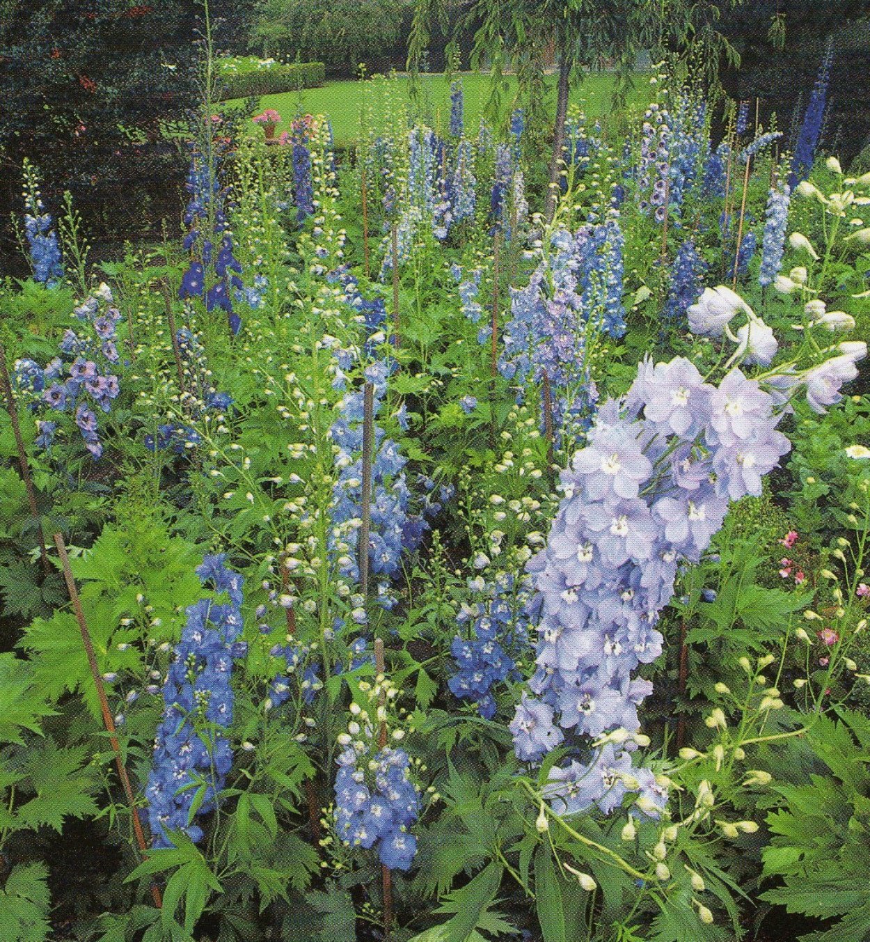 Дельфиниум многолетний на клумбе