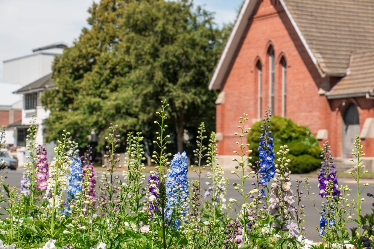 Дельфиниум Лазурные просторы