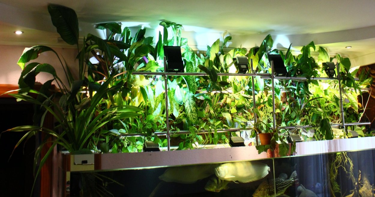 Растения для фитофильтра