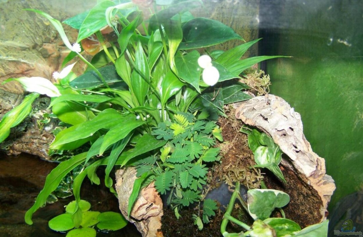 Палюдариум Эхинодорус