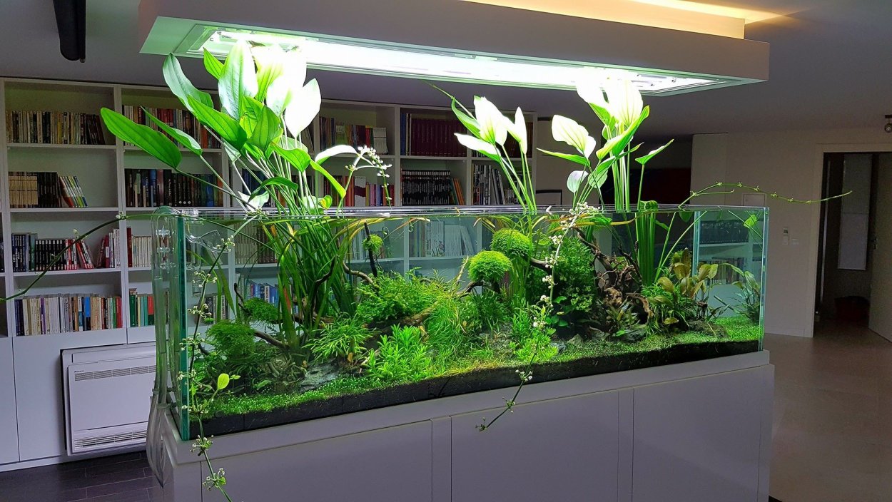Аквариум палюдариум