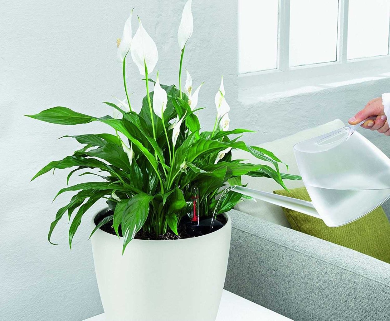 Спатифиллум Альба