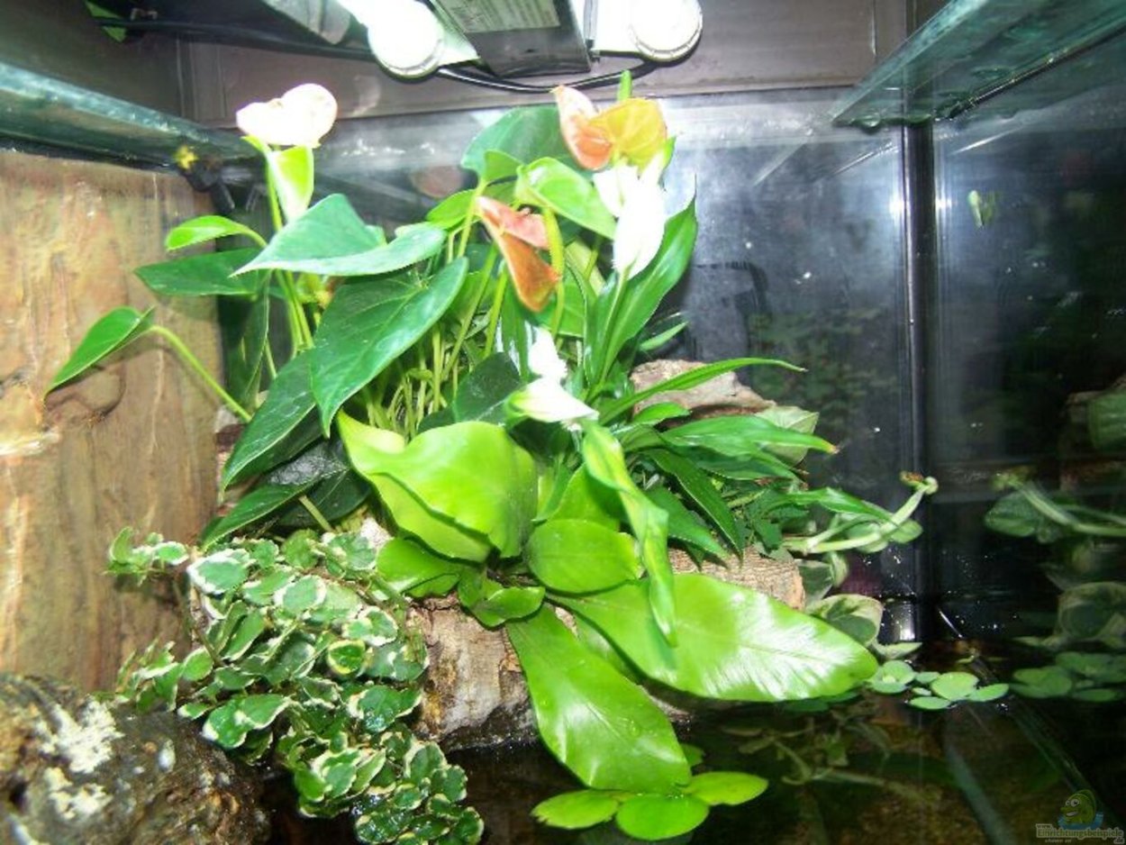 Спатифиллум в палюдариум
