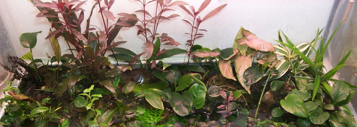 Колеус палюдариум