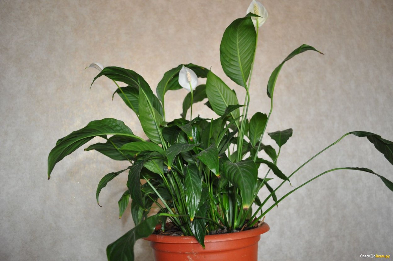 Спатифиллум эухарис