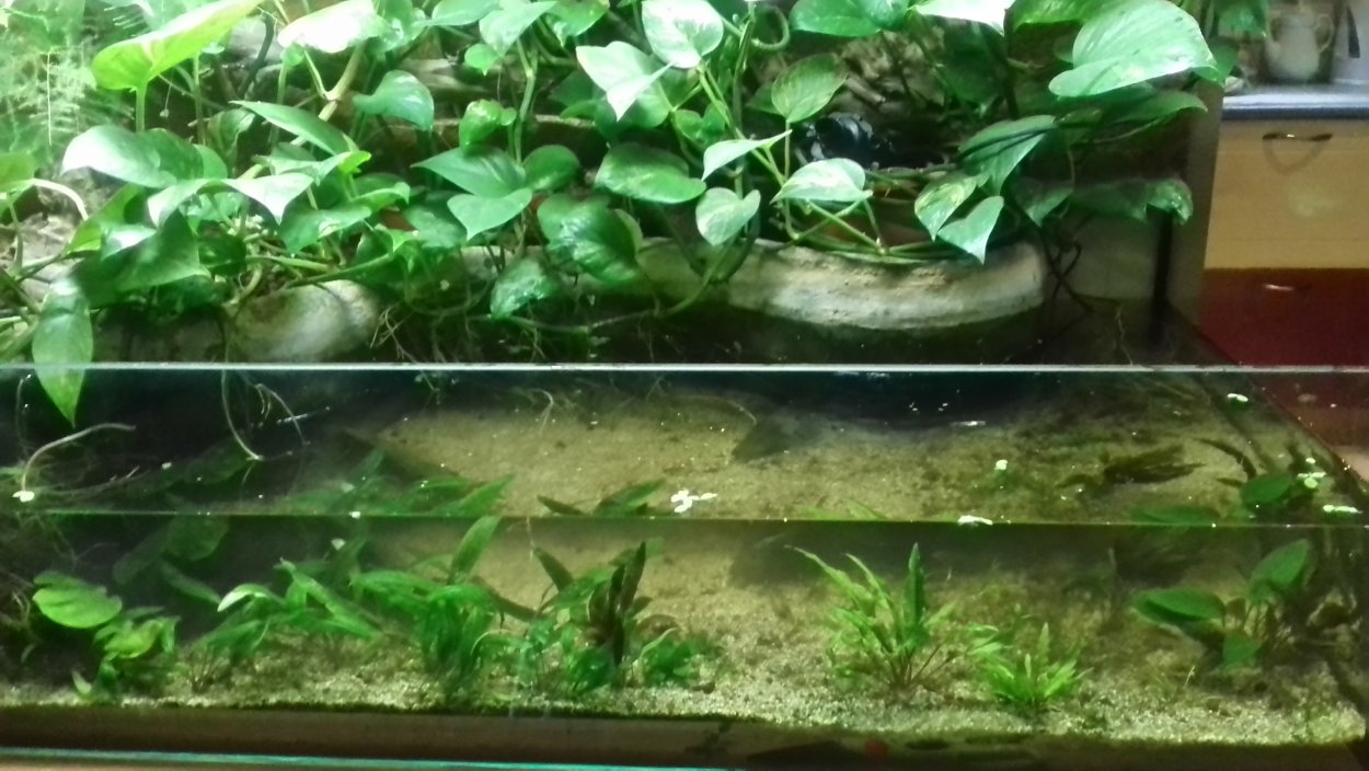 Сциндапсус в аквариуме с рыбками