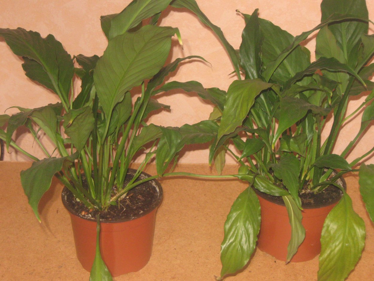 Альтернантера спатифиллум