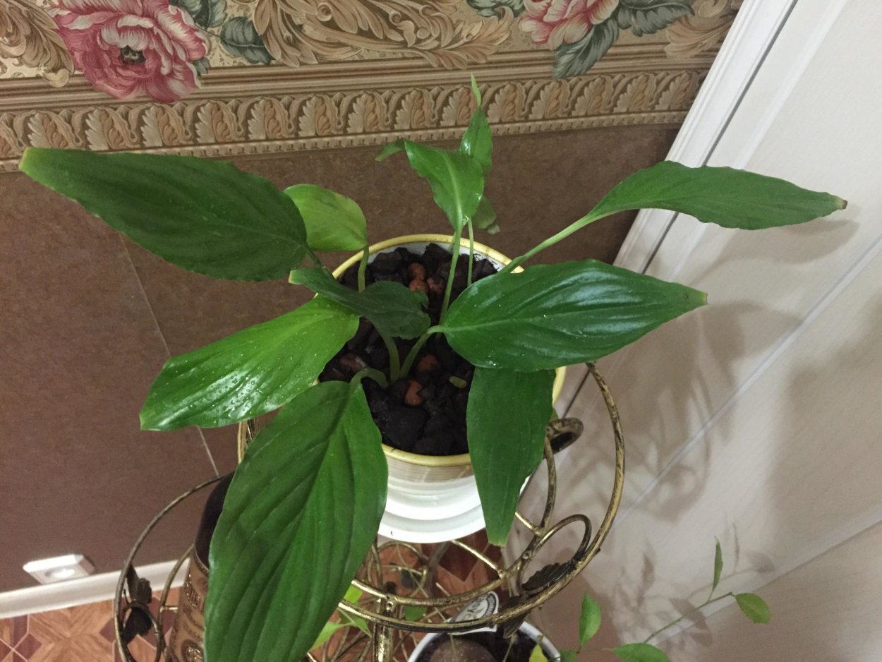 Спатифиллум, монстера, молочай.