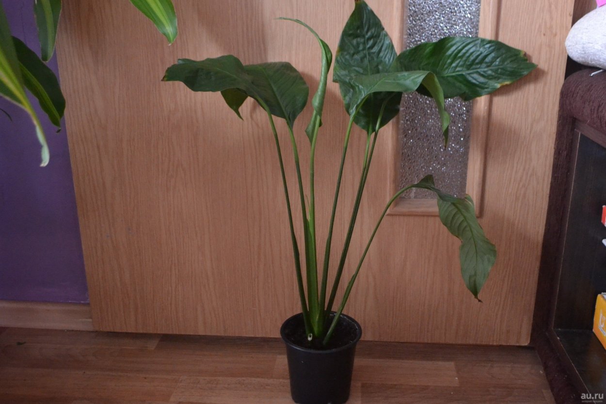 Спатифиллум Sweet Lauretta