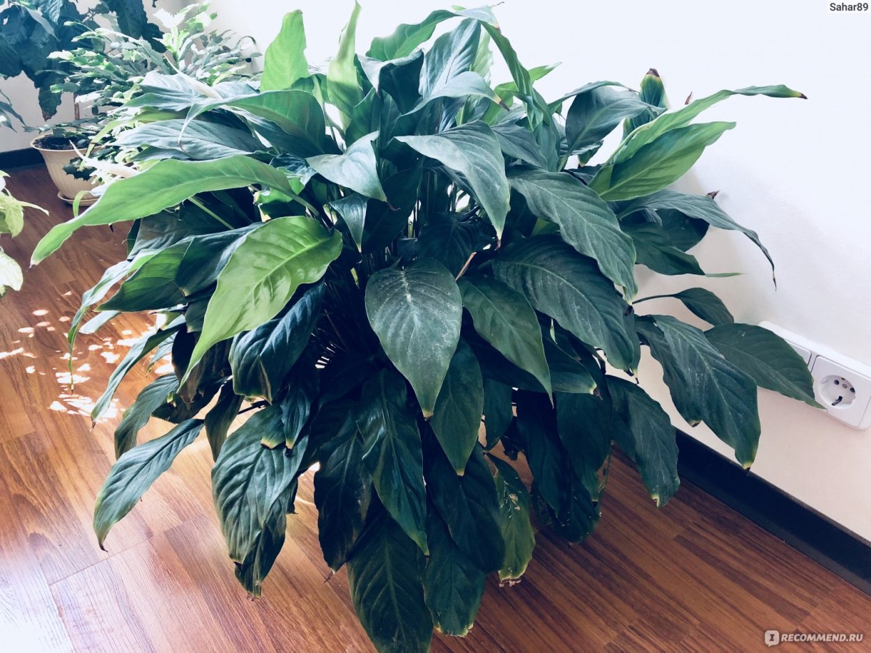 Японский спатифиллум