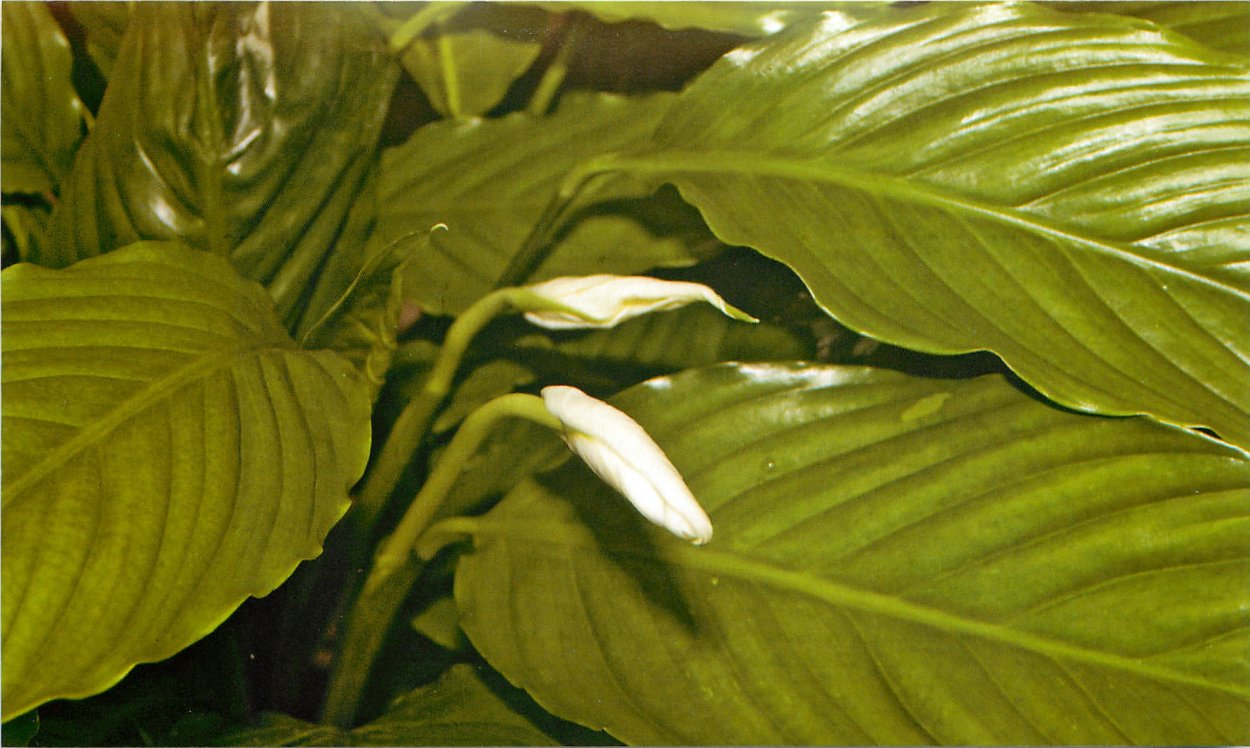 Спатифиллум Уоллиса Ромео