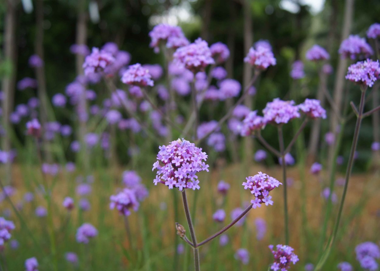Вербена буеносайресская