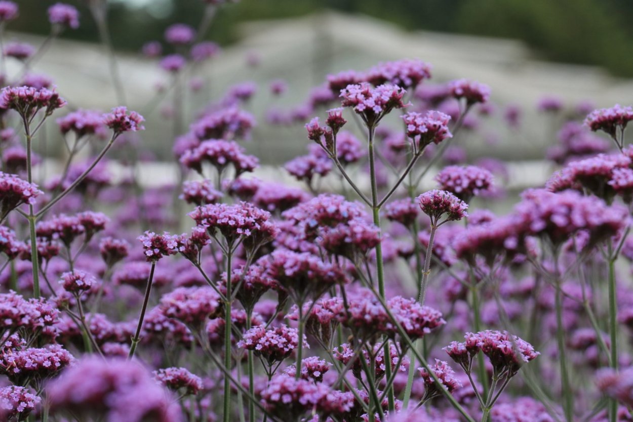 Вербена Буэнос-айресская и агератум