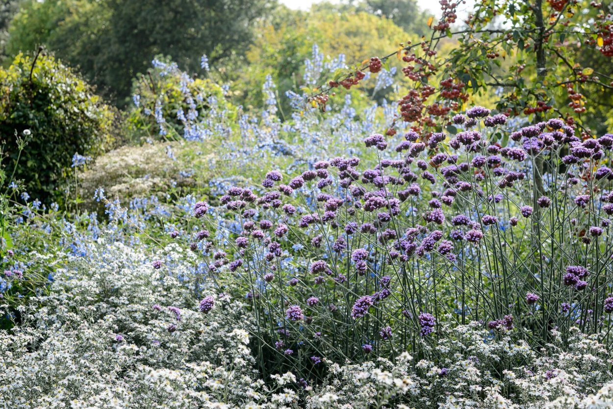 Вербена бонарская и злаки