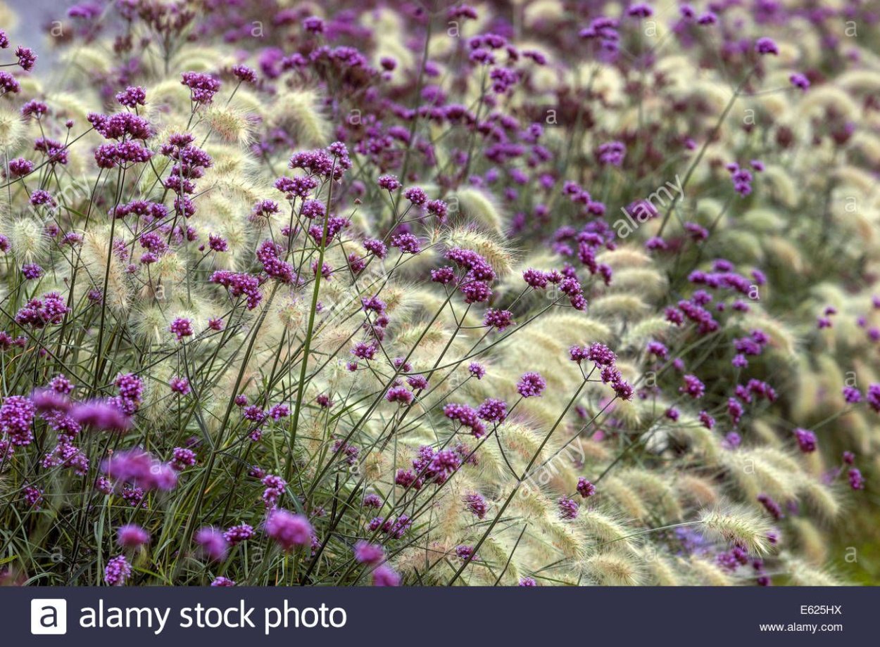 Вербена Буэнос-айресская семена