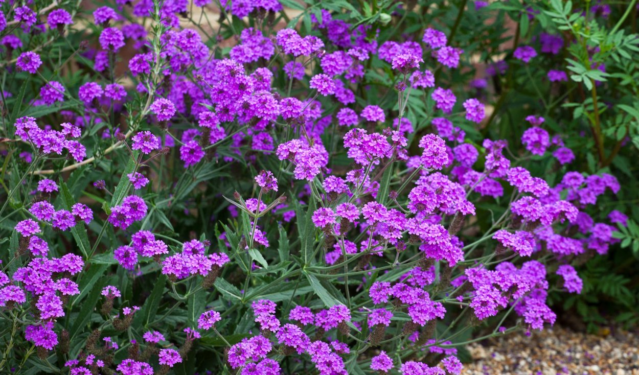 Вербена rigida