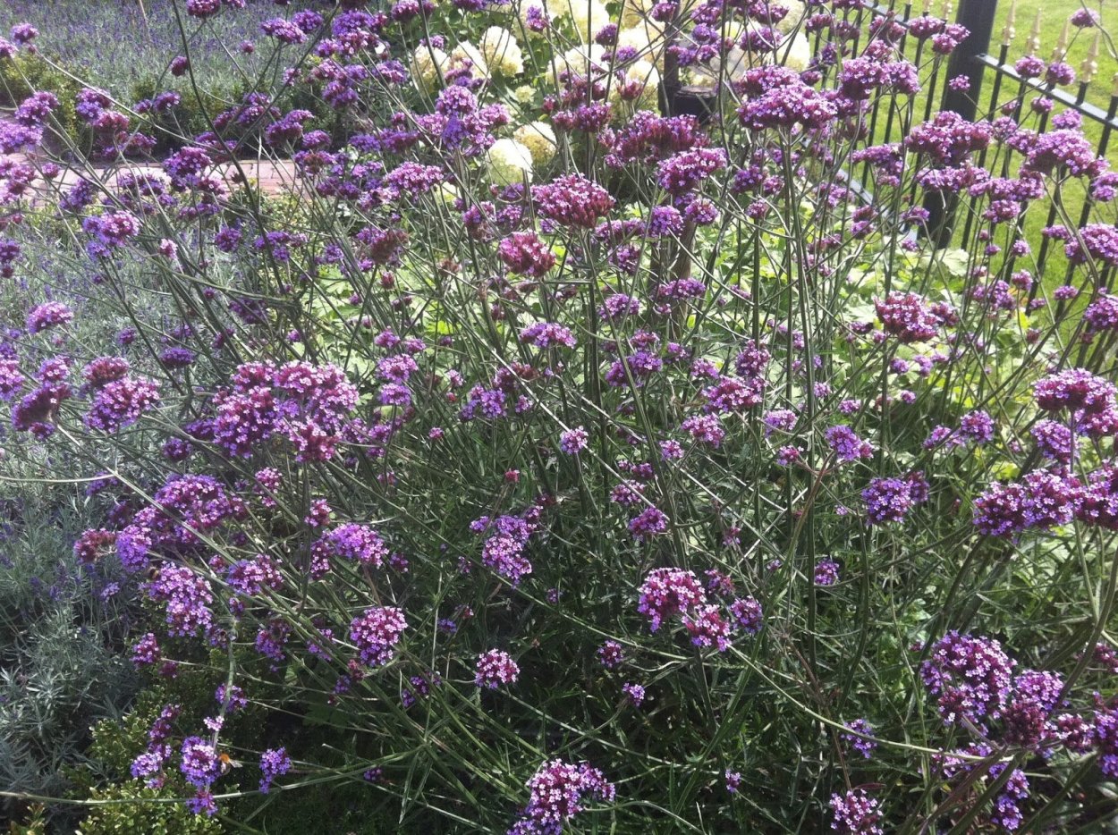 Вербена Буэнос-айресская (Verbena bonariensis)