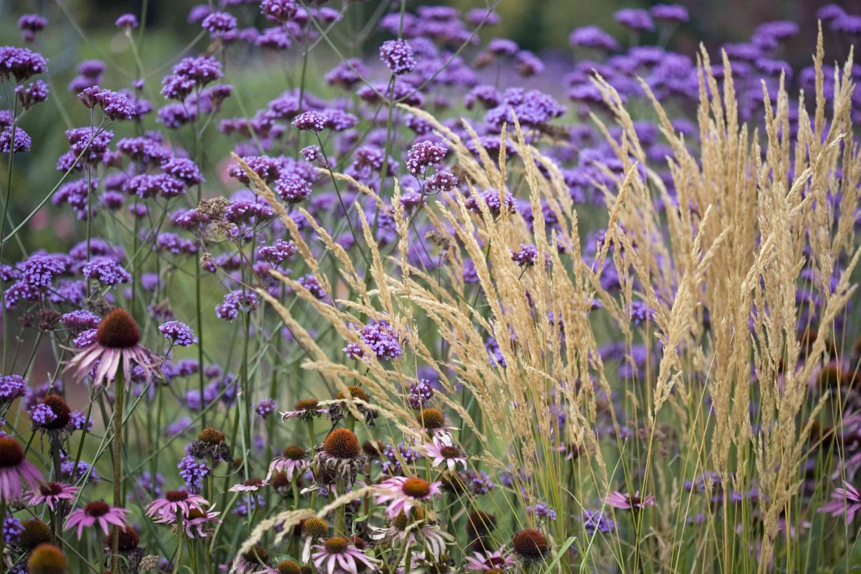 Вербена буеносайресская