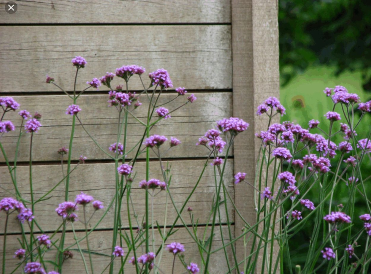 Вербена бонарская в цветнике