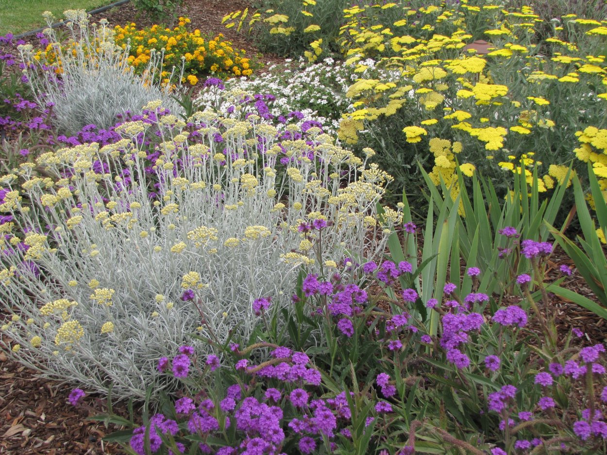Вербена бонарская в саду