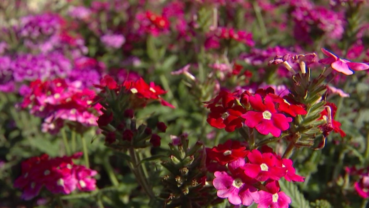 Патагонская Вербена