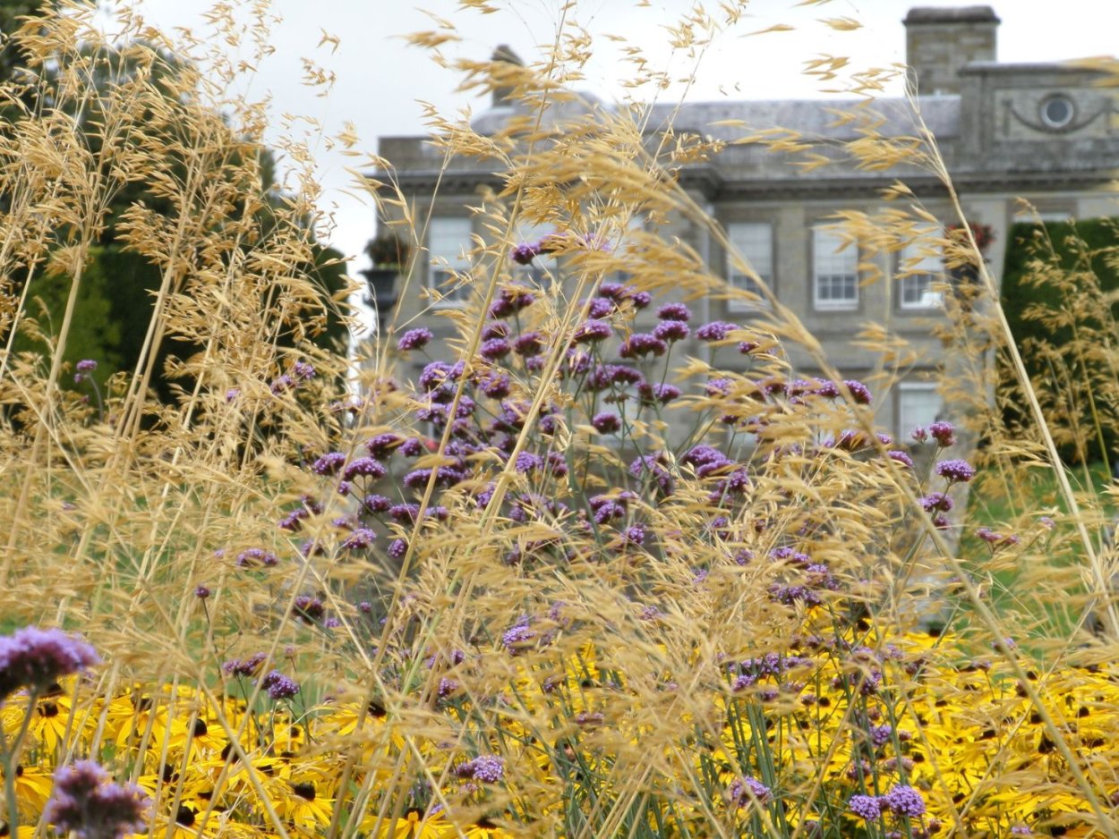 Рудбекия и Вербена бонарская