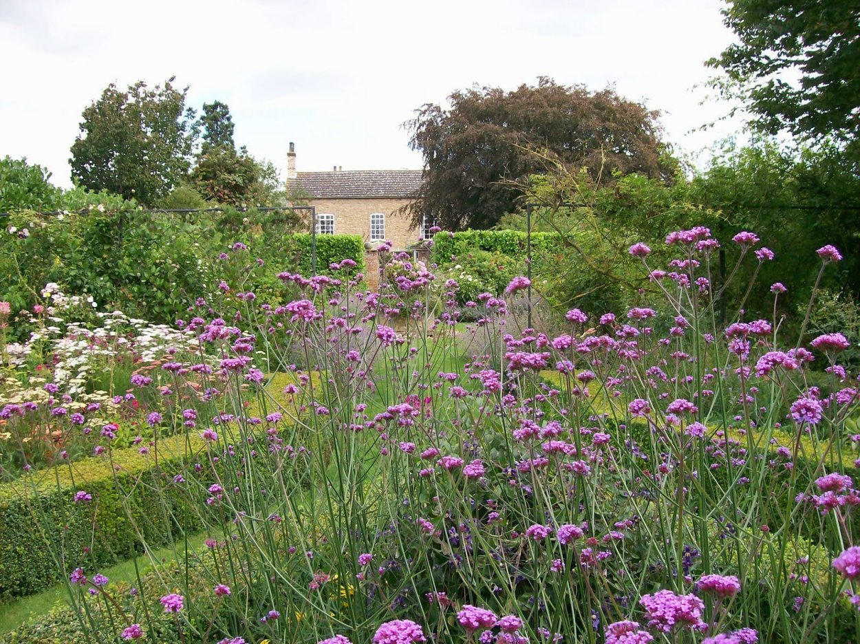 Вербена бонарская