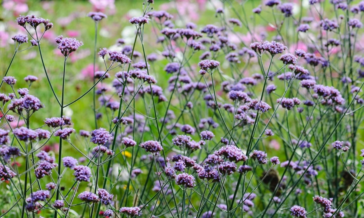 Вербена Буэнос-айресская