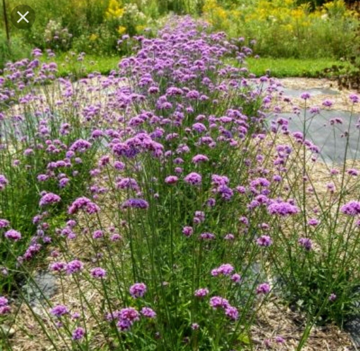 Вербена bonariensis бонарская Буэнос-айресская