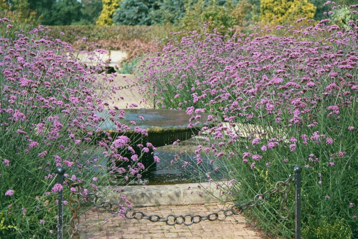 Вербена бонарская (Verbena bonariensis)