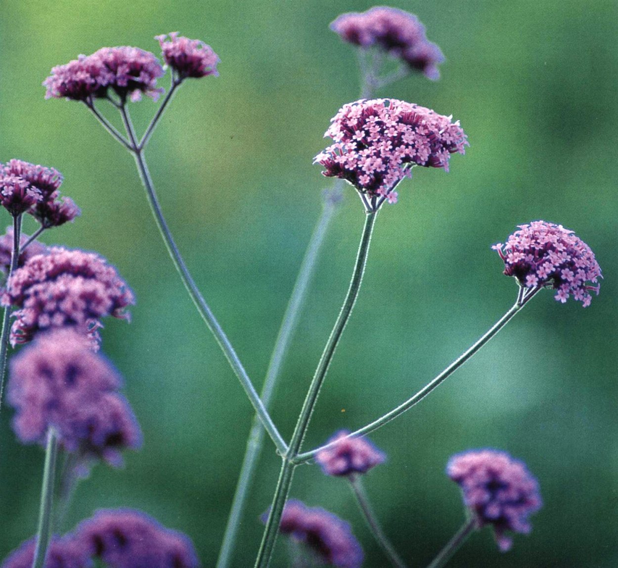 Вербена Буэнос-айресская,лиловая