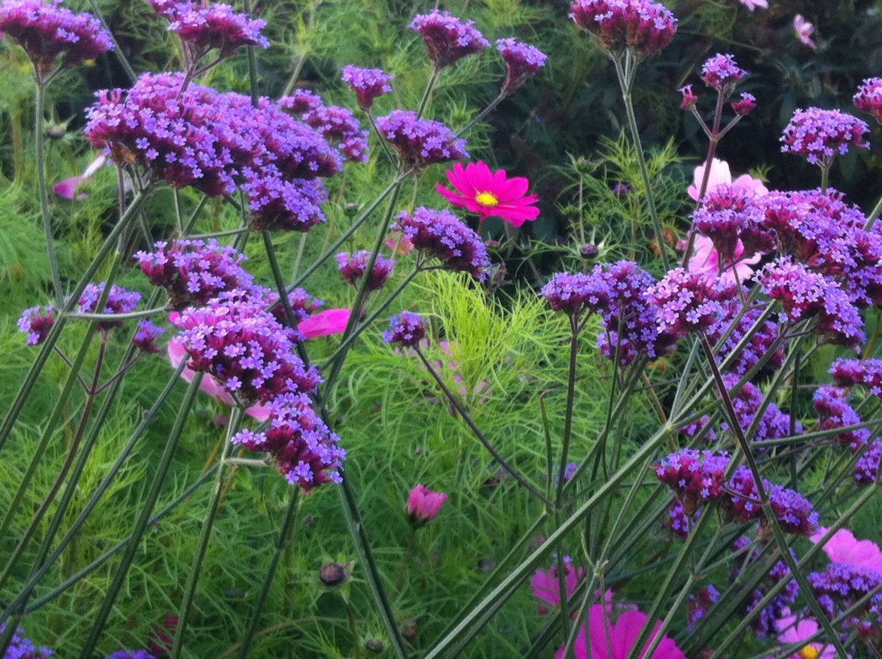 Вербена бонарская Purple