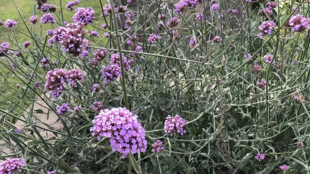 Вербена бонарская Метеор